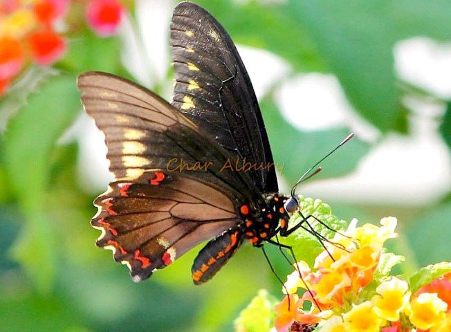 10429420_10204256500586443_7815627693211177050_n