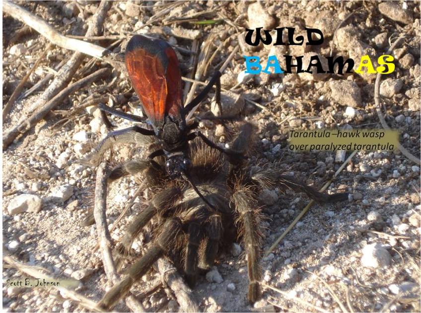 1375024_566322856774724_1624275961_n