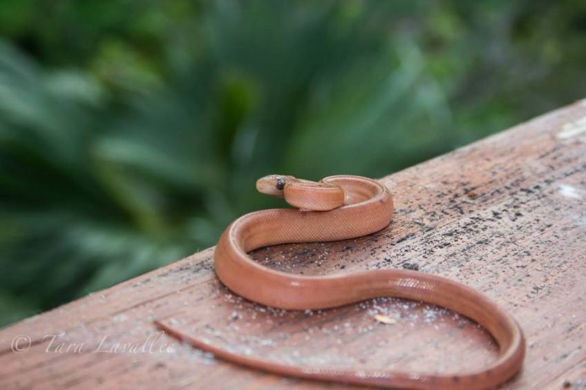 Abaco Boa Chilabothrus (formerly Epicrates) Exsul