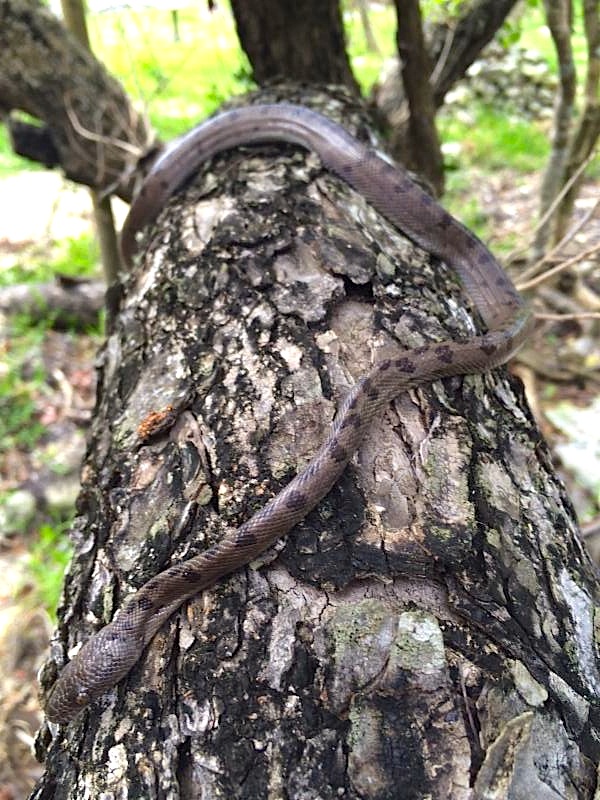 Abaco Boa (Cha Boyce)