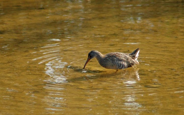 Clapper Rail, Abaco (Treasure Cay) - Uli Nowlan
