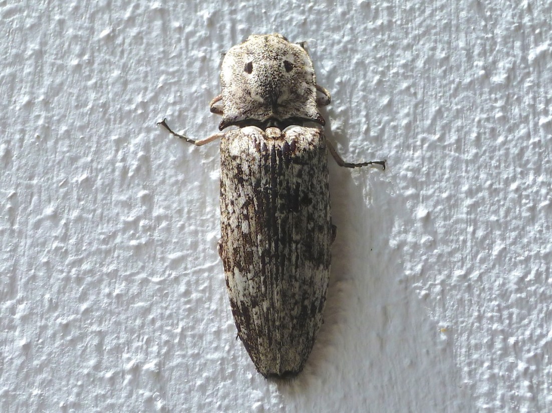 Eyed Click Beetle, Abaco