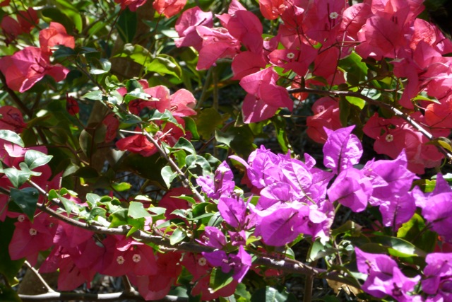 Bougainevillea 2, Abaco