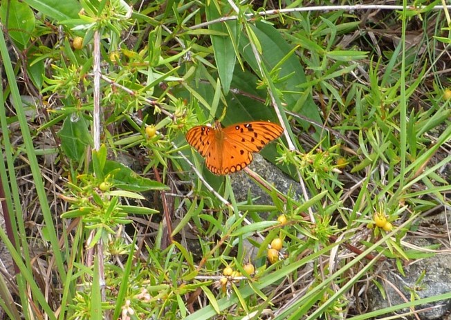 Gulf Fritillary 2012