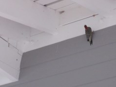 West Indian Woodpecker 2