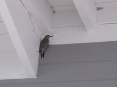 West Indian WOODPECKER