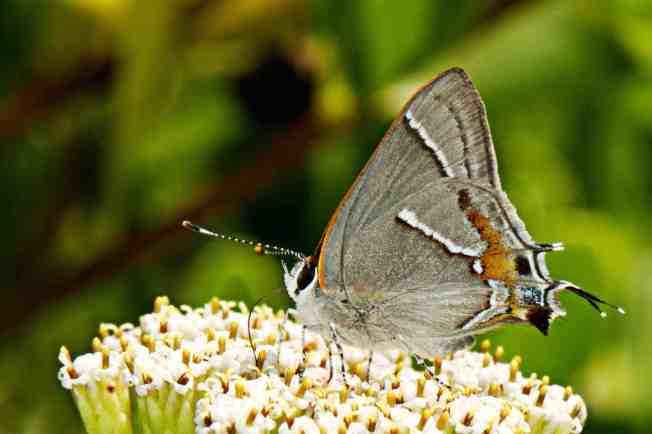 Martial Scrub-Hairstreak Strymon martialis (Nina Henry) 1a