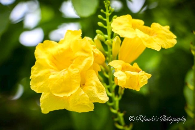 Yellow Elder  Abaco (Rhonda Pearce)