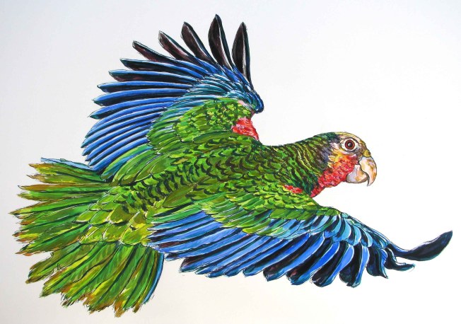 Abaco (Cuban) Parrot, Bahamas (from a photo by Craig Nash))