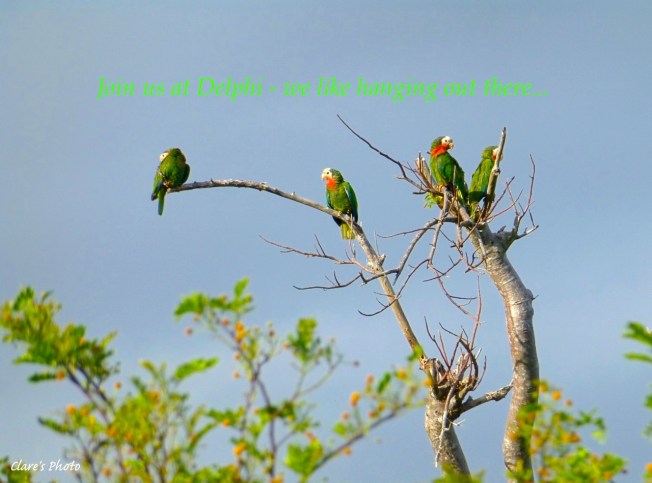 Clare - Parrots for DCB