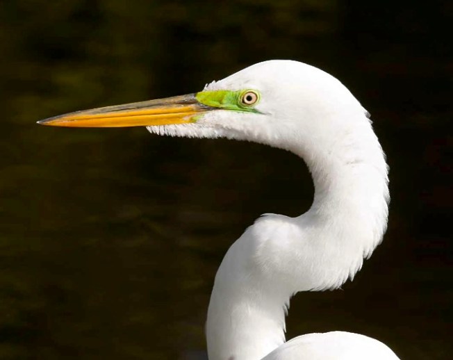 Great Egret by Tom Sheley