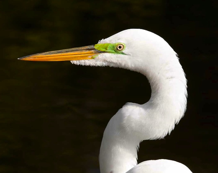 Great Egret, Abaco - Tom Sheley