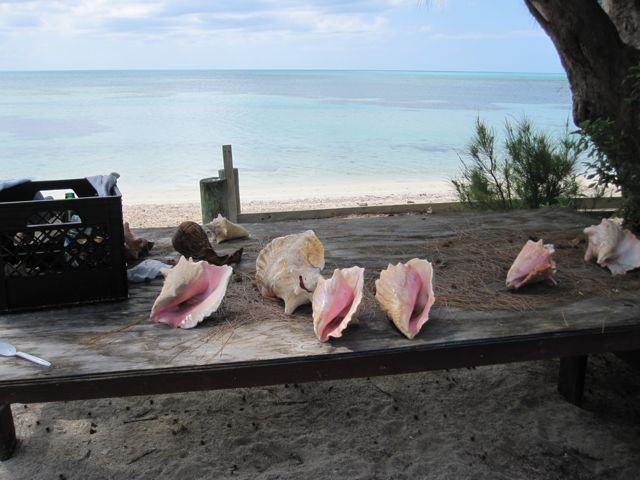 Sandy Point Conchs, Abaco