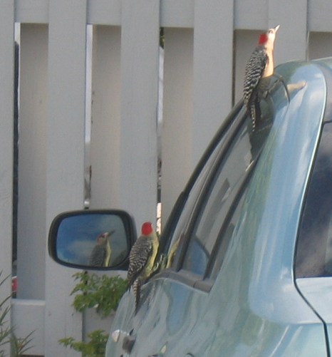 Woodpeckers checking out the transport