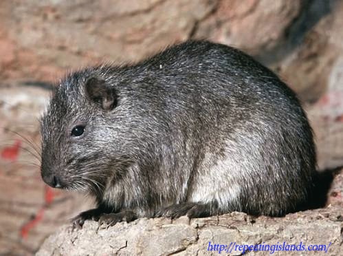 Bahamas Hutia - repeatingislands.com