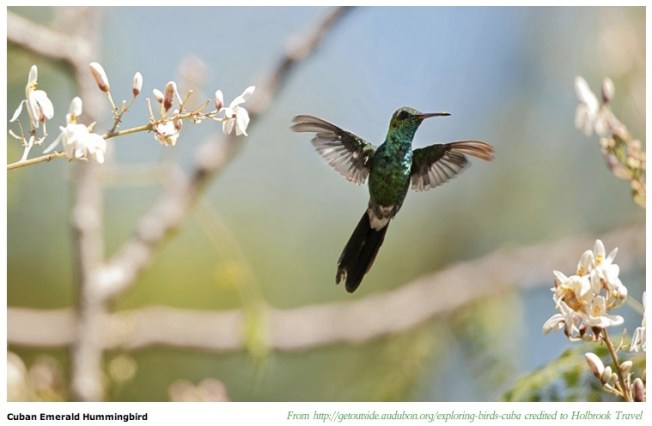 Cuban Emerald (Audubon)