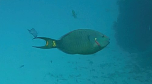 STOPLIGHT PARROTFISH