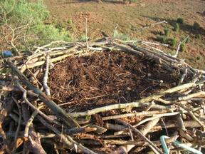 poole_osprey_nest@body2