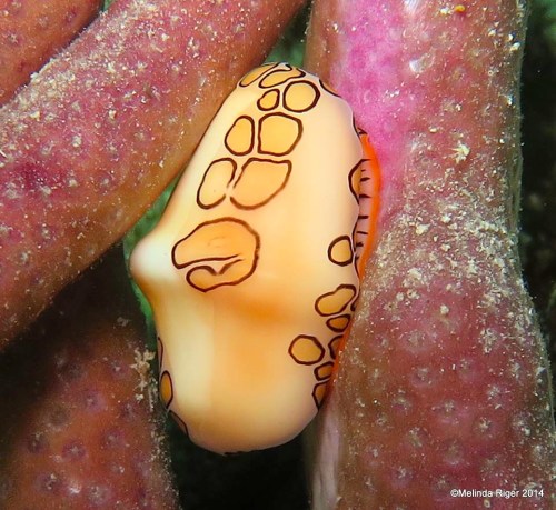 Flamingo Tongue on purple rope sponge ©Melinda Riger @ GB Scuba
