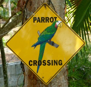 parrot crossing
