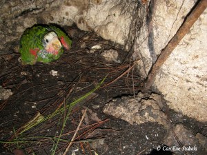 Abaco Parrot chick safe and sound - the first post-Irene image