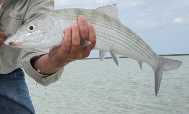 Abaco Bonefish a