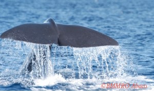 BMMRO whale pic
