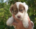 Harvey Dog