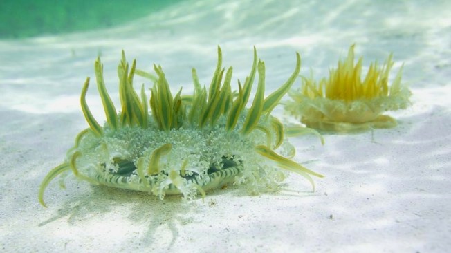 Mangrove Jellyfish (Bahama Blue FB)