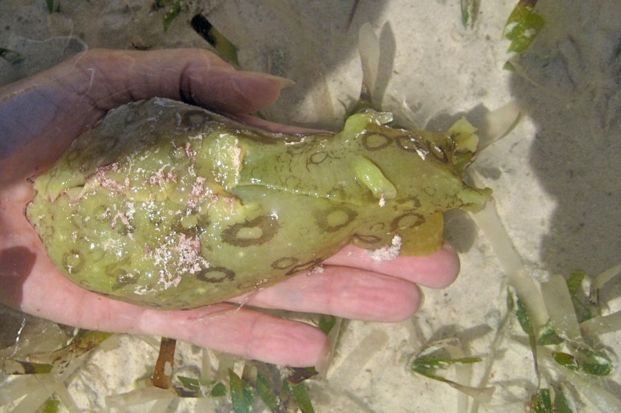Sea Hare, Abaco (Nina Henry)