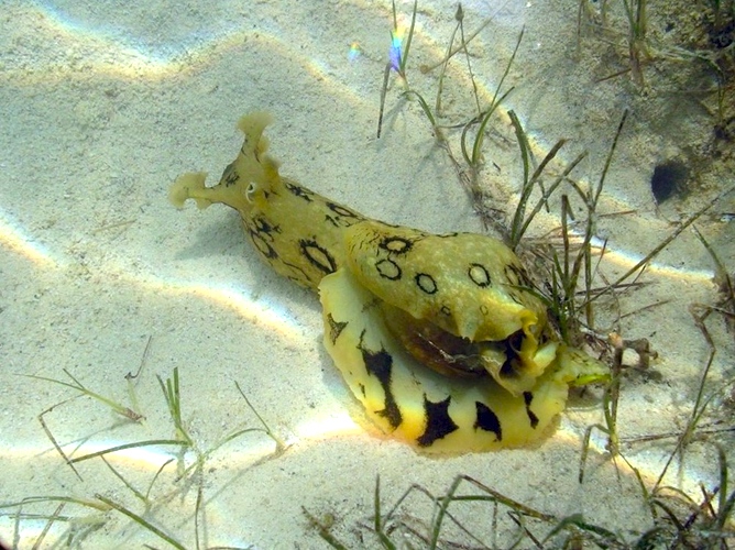 Sea Hare (Bimini Biological Stn via Abaco Scientist)