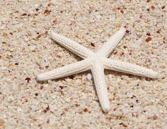 white-finger-starfish-1-rhonda-pearce