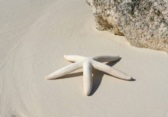 white-finger-starfish-2-rhonda-pearce