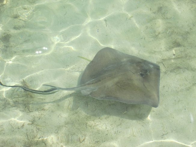Young Stingray (Maria Bethel Fiore)