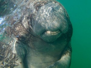 West Indian Manatee, Bahamas - Gina (BMMRO) 