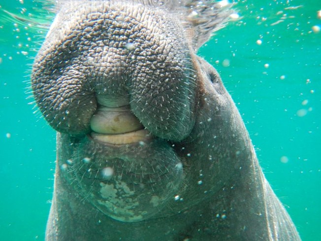 Bahamas Manatee Randy 2 (BMMRO)