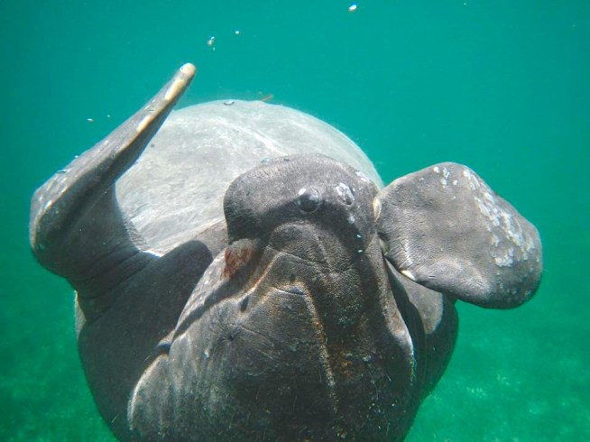 Bahamas Manatee Randy (BMMRO)
