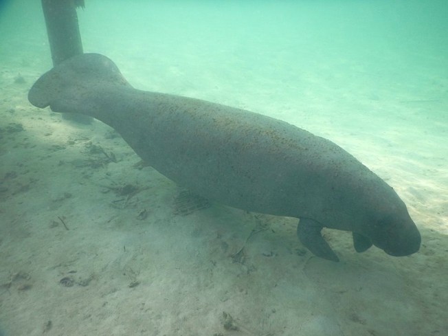 Bahamas Manatee Randy, Sandy Point Abaco 2 (BMMRO)