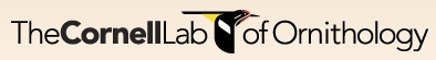 Cornell Lab Logo