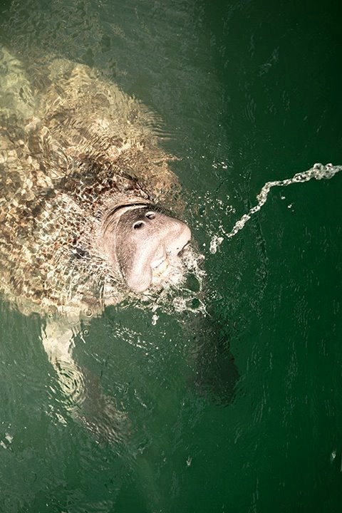 West Indian Manatee, Freeport, Bahamas (Sherry Galey)