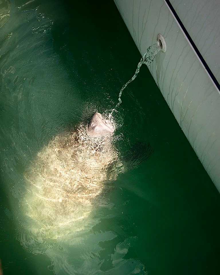 West Indian Manatee, Freeport, Bahamas (Sherry Galey)