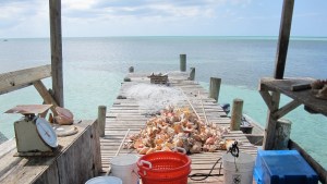 Conchs at Sandy Point Abaco 2