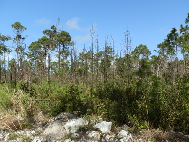 Abaco Pine Forest Fire Regeneration  5