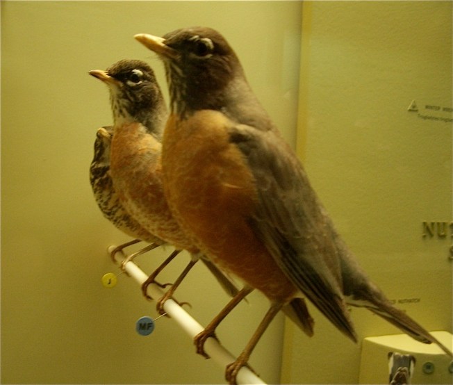 American Robin, Museum Natural History
