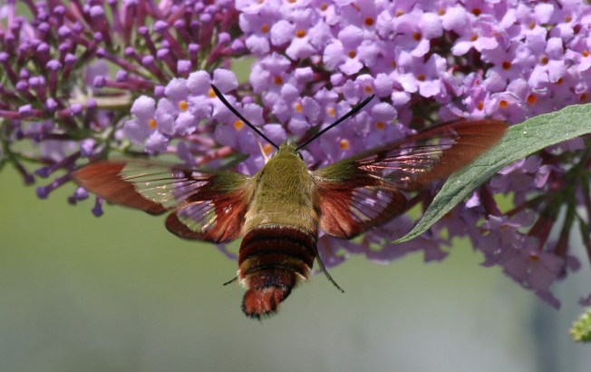 Hummingbird Moth (Clearwing) Hemaris Thysbe 12