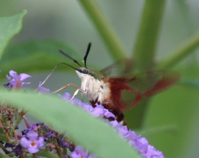 Hummingbird Moth (Clearwing) Hemaris Thysbe 5