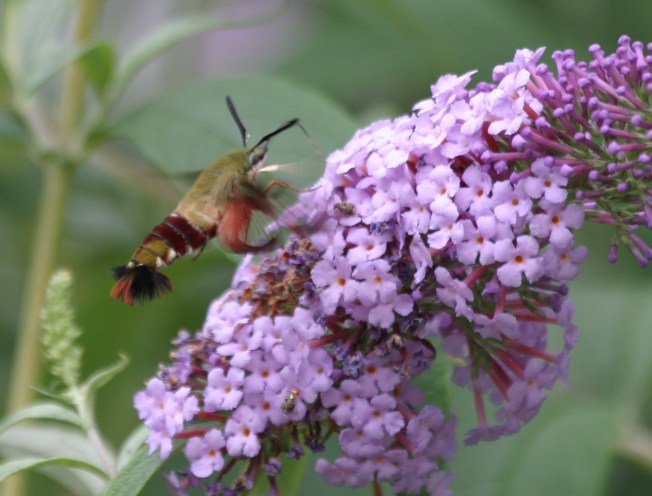 Hummingbird Moth (Clearwing) Hemaris Thysbe 2