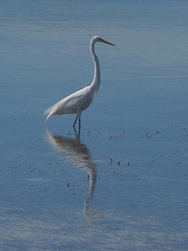 Great Egret Abaco BC 5
