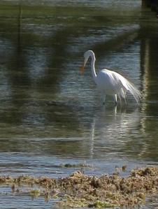 Great Egret Abaco BC 2