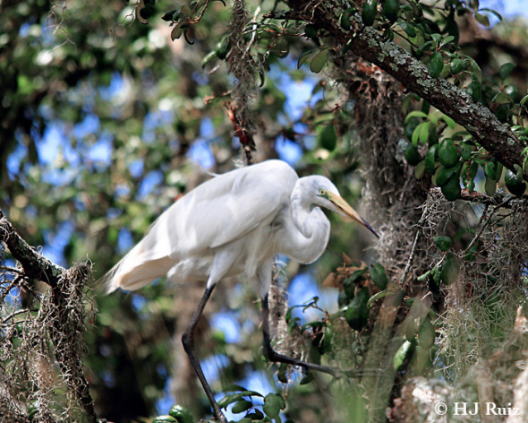 Great Egret